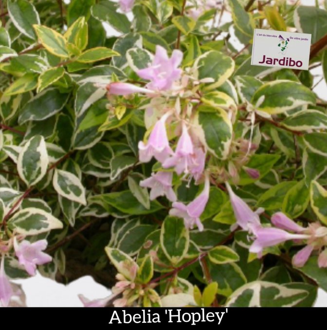 Abelia Panaché 