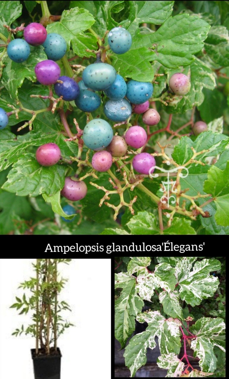 Ampelopsis glandulosa'Élegans