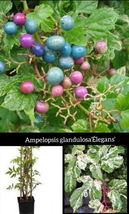 Ampelopsis glandulosa'Élegans