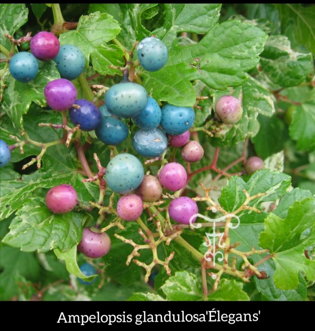 Ampelopsis glandulosa'Élegans