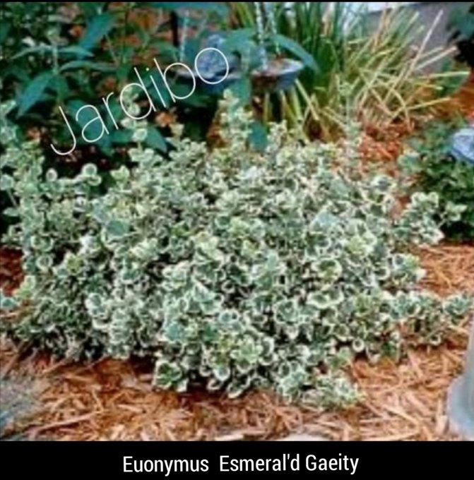 Fusain panaché '' Euonymus emerald gaeity '