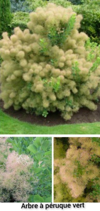 Arbre à perruque vert. Cotinus goghygria vert