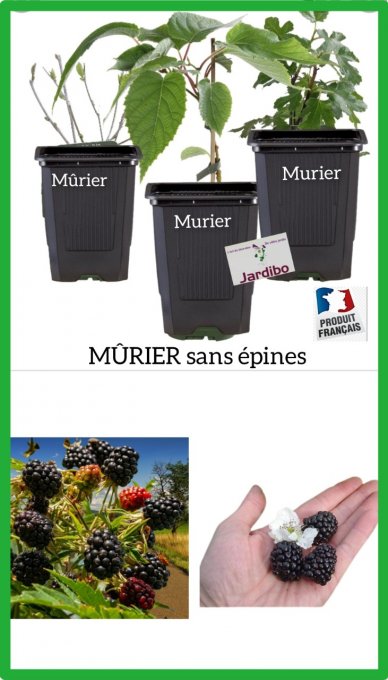 MÛRIER sans épines