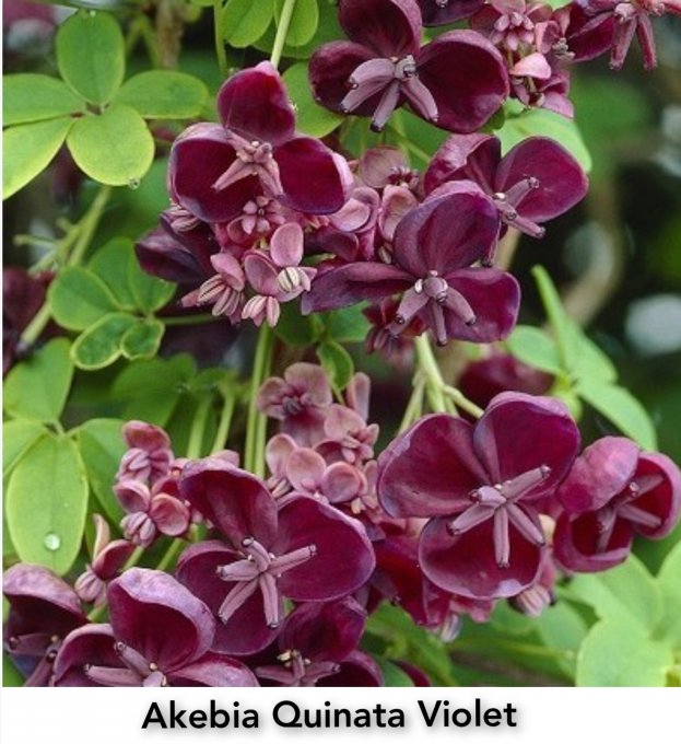 Akebia Quinata VIOLET 