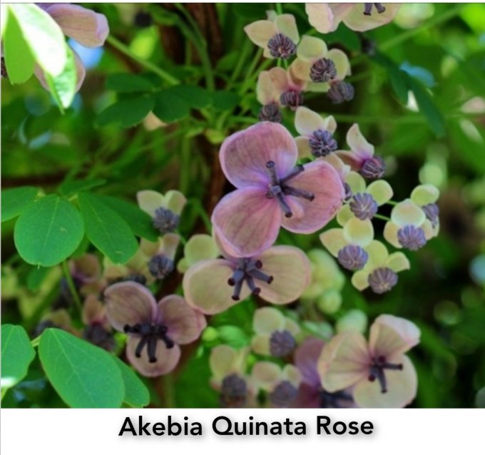 Akebia Quinata ROSE