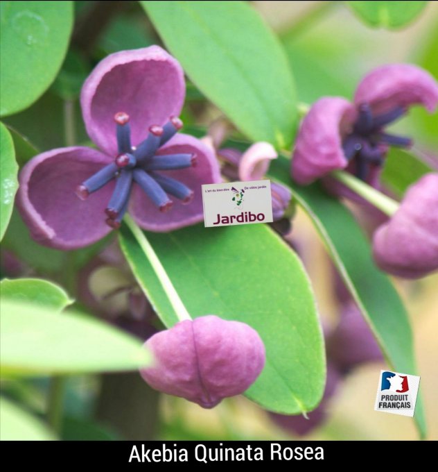 Akebia Quinata ROSE