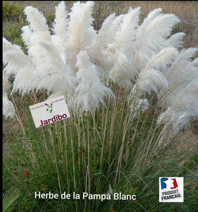 Herbe de la Pampa Blanc