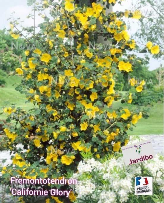 Fremontotendron 'Californie Glory' 