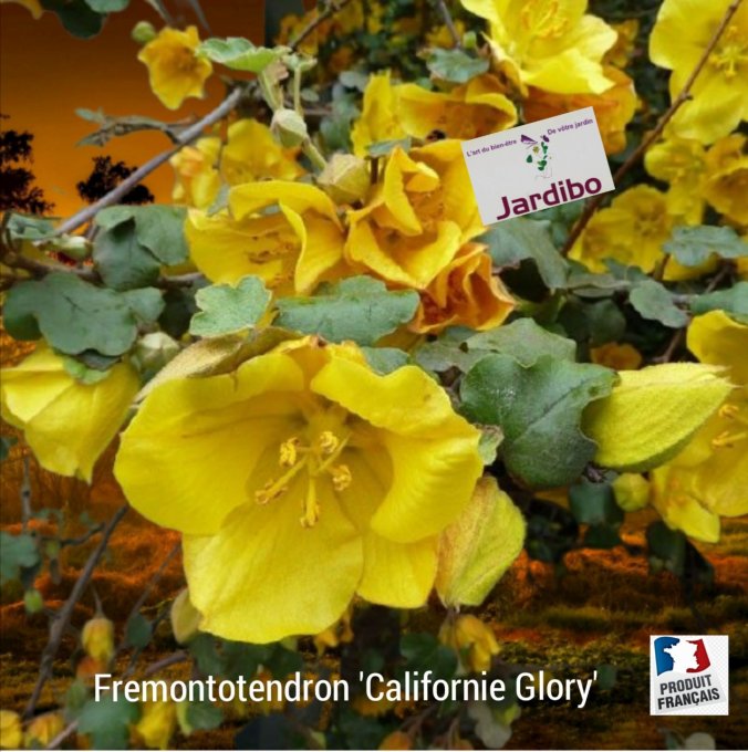 Fremontotendron 'Californie Glory' 