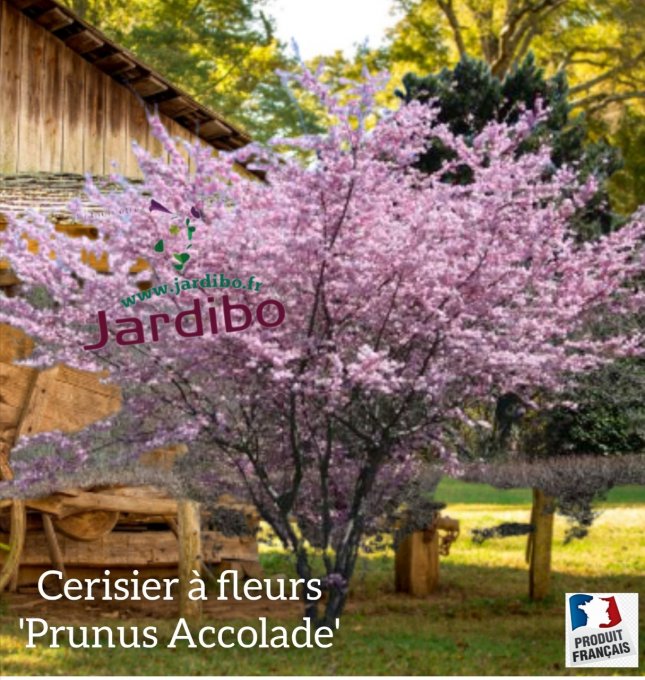 Cerisier à fleurs '' Prunus Accolade 
