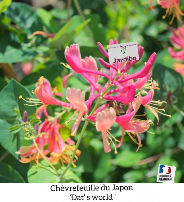 Chèvrefeuille du Japon Lonicera 'Dat's World '