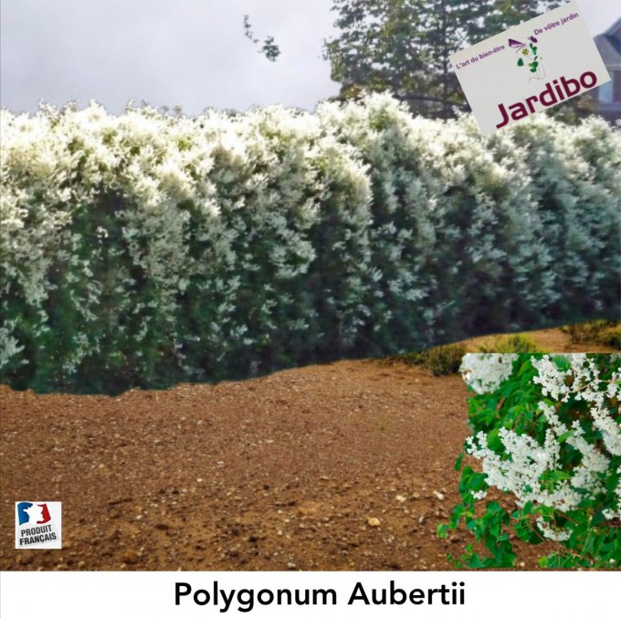 Polygonum aubertii