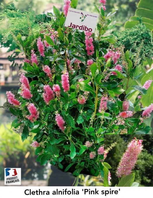 Clethra alnifolia' Pink spire '