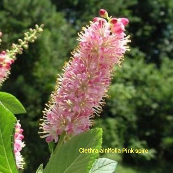 Clethra alnifolia' Pink spire '