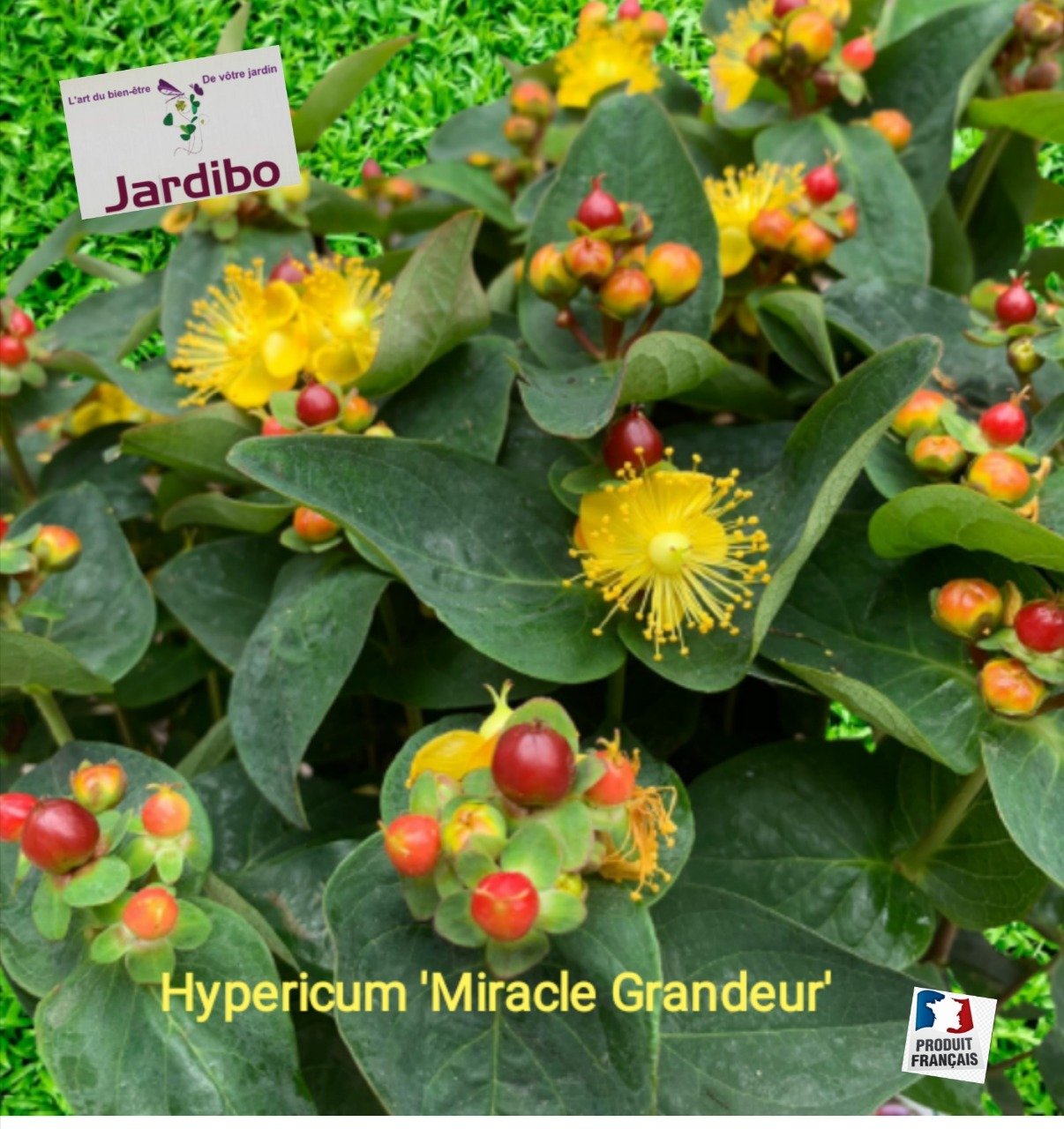 Hypericum 'Miracle Grandeur'