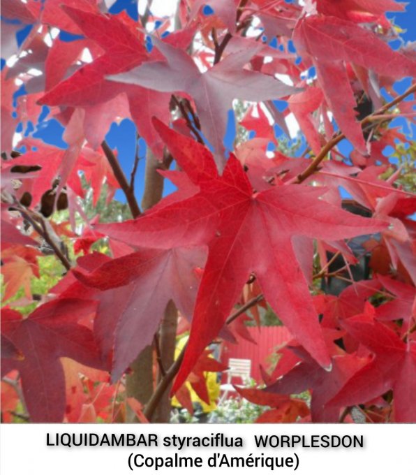 Liquidambar styraciflua WORPLESDON