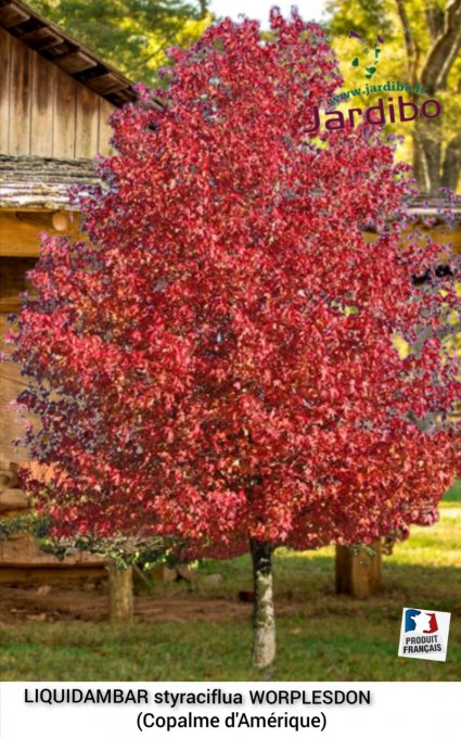 Liquidambar styraciflua WORPLESDON