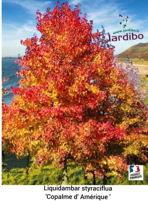 Liquidambar styraciflua