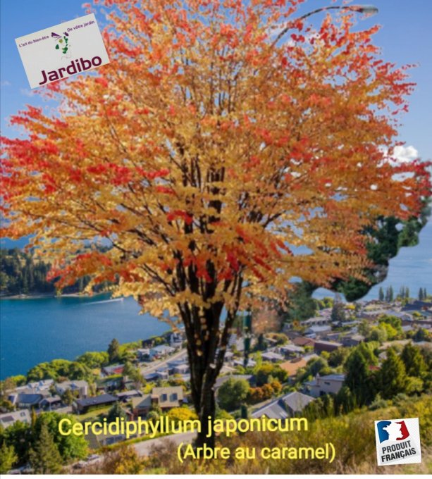 Arbre au caramel. (Cercidiphyllum japonica)