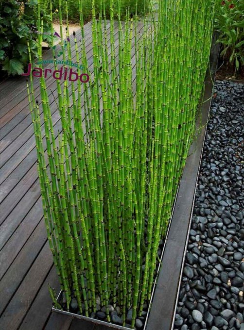 Equisetum japonicum 4/5 brins. H50/60cm 