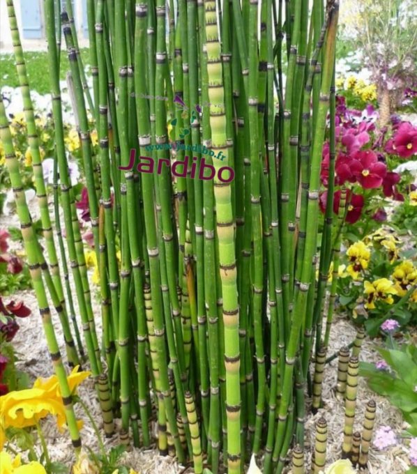 Equisetum japonicum 4/5 brins. H50/60cm 