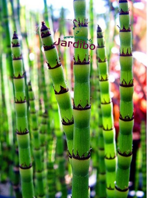 Equisetum japonicum 4/5 brins. H50/60cm 