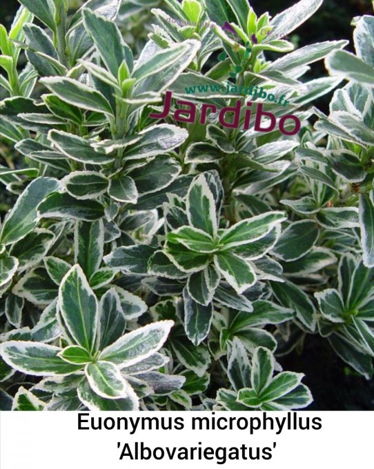 Euonymus microphyllus 'Albovariegatus'