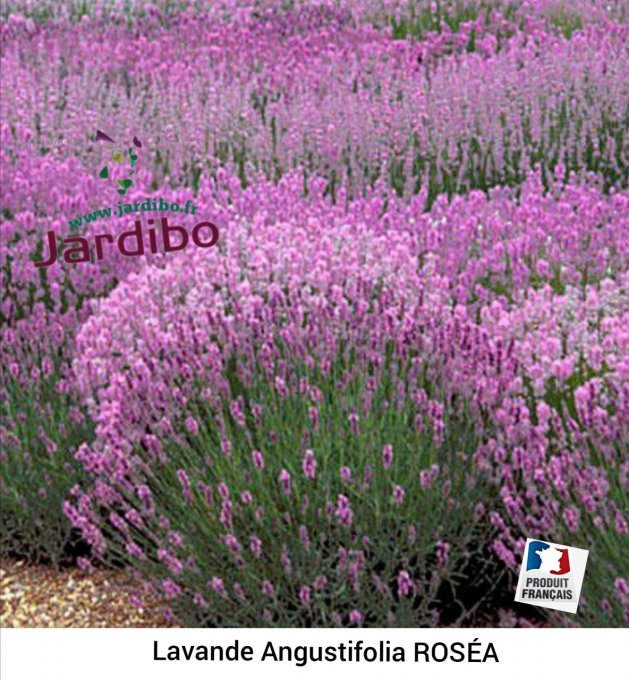 Verveine Citronnelle - Jardibo