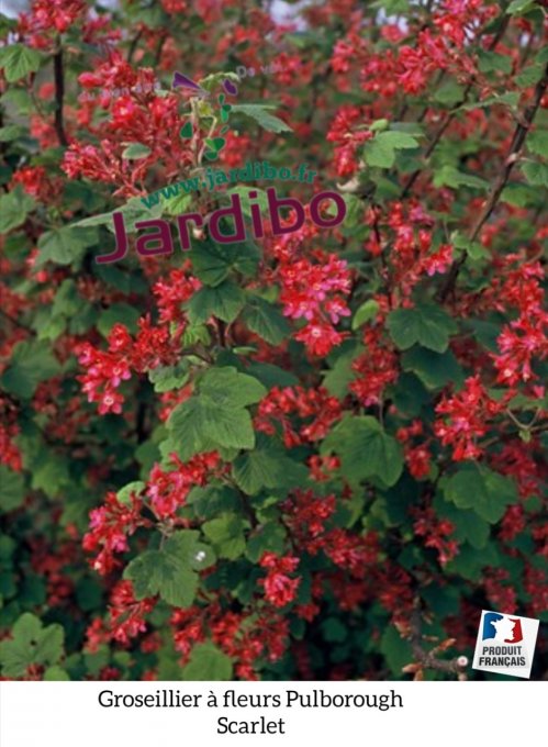 Grosseillier à Fleurs ' Ribes sanguineum Pulborough  Scarlet