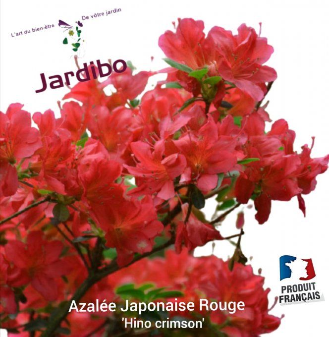 Azalée du japon Rouge ' Hino crimson' 