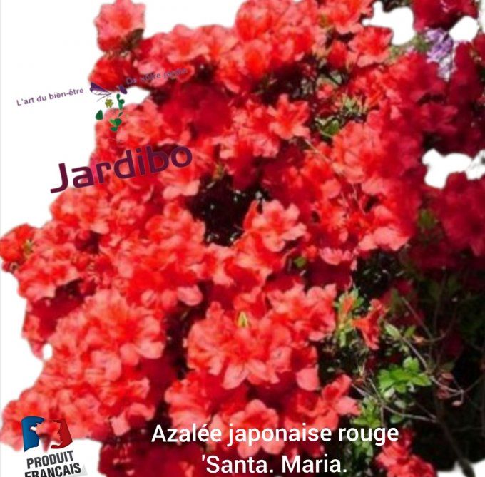 Azalée japonaise rouge 'Santa Maria