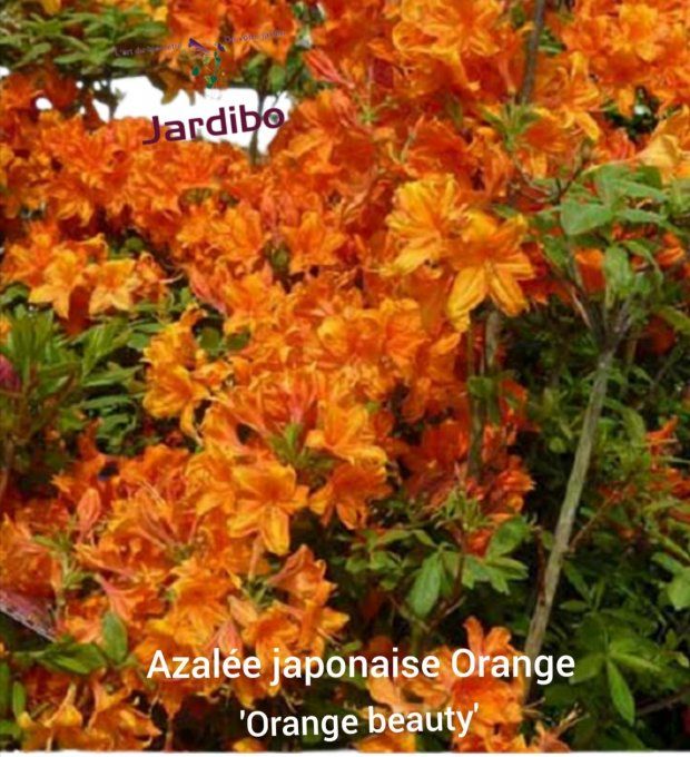 Azalée du Japon 'Orange Beauty'