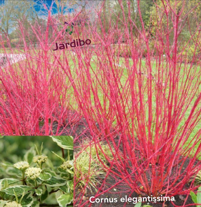 Cornouiller, cornus elegantissima bois rouge