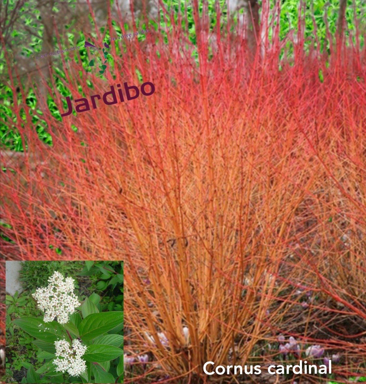 Cornus cardinal '' cornouiller à bois orange /rouge