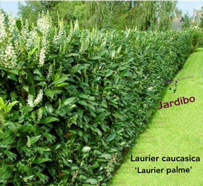 Laurier caucasica, Laurier cerise, palme