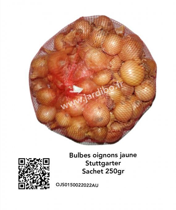 Oignons jaunes Stuttgarter bulbes
