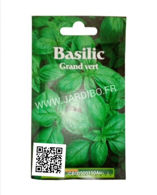 Graines de Basilic Grand vert