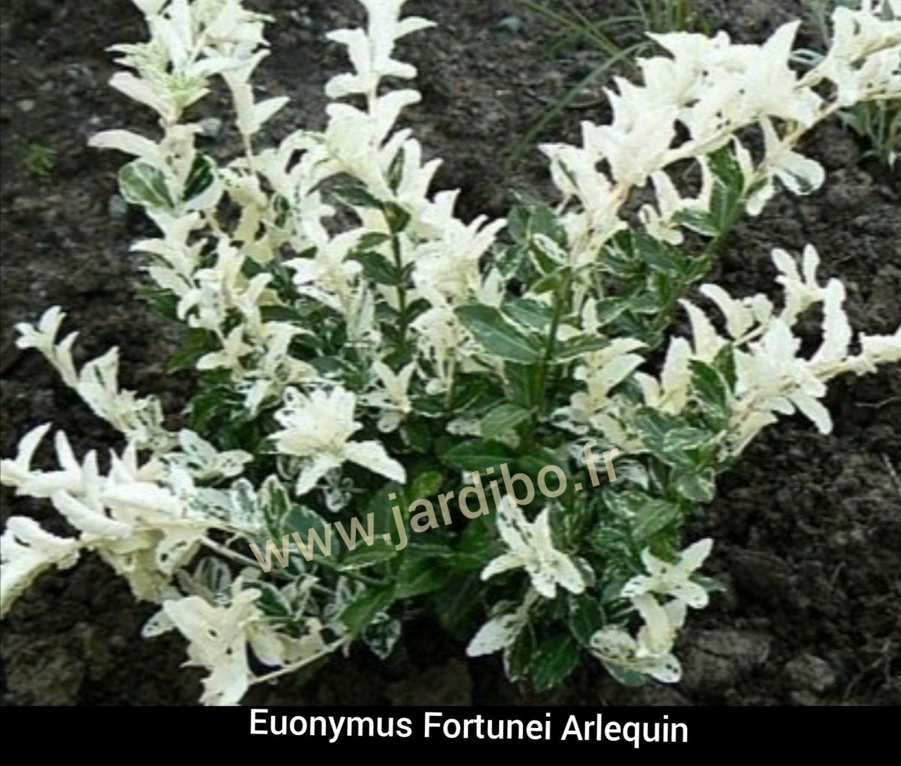 Euonymus Fortunei Arlequin. (Fusain)