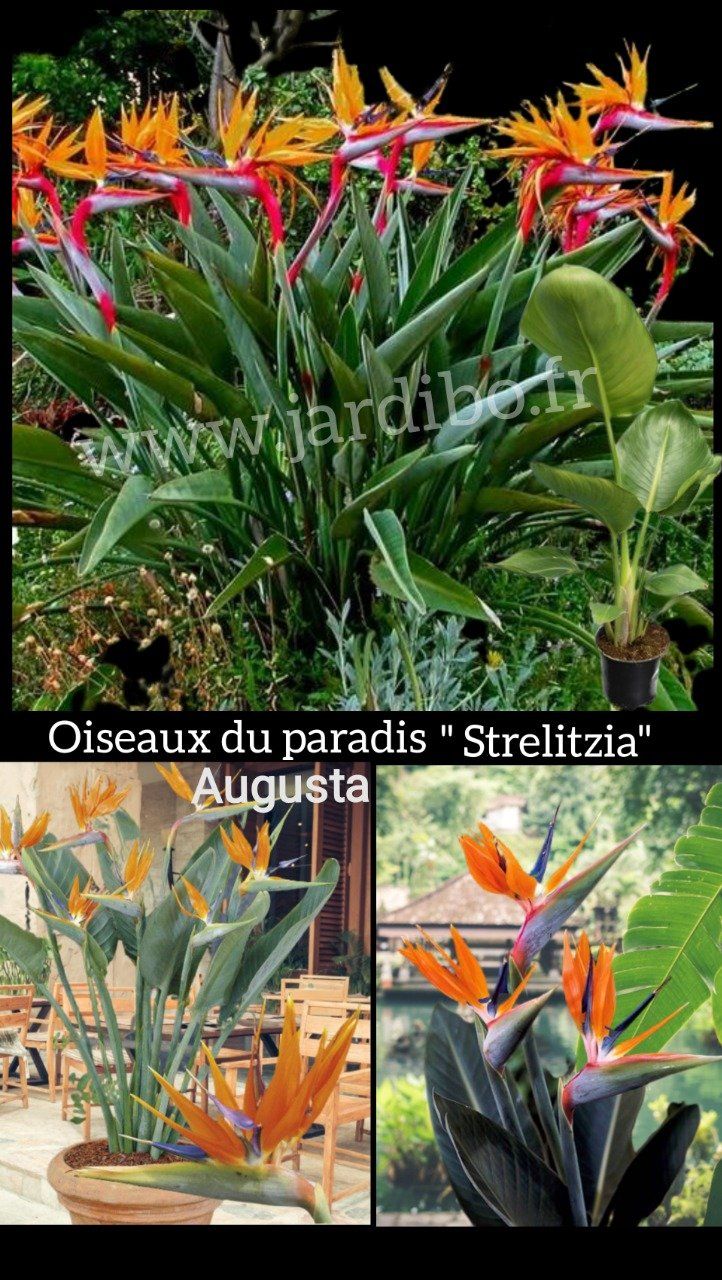 Oiseau du paradis STRELITZIA - Jardibo