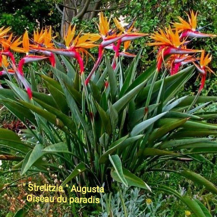 Oiseau du paradis STRELITZIA - Jardibo