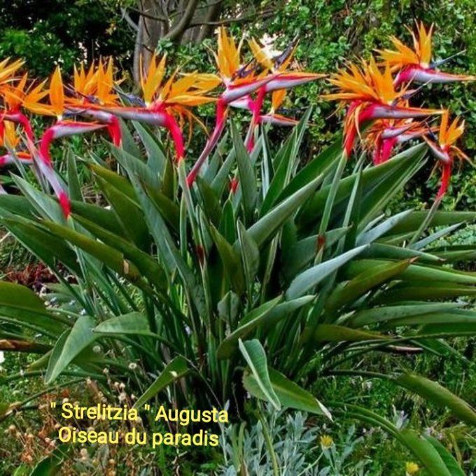 Oiseau du paradis STRELITZIA