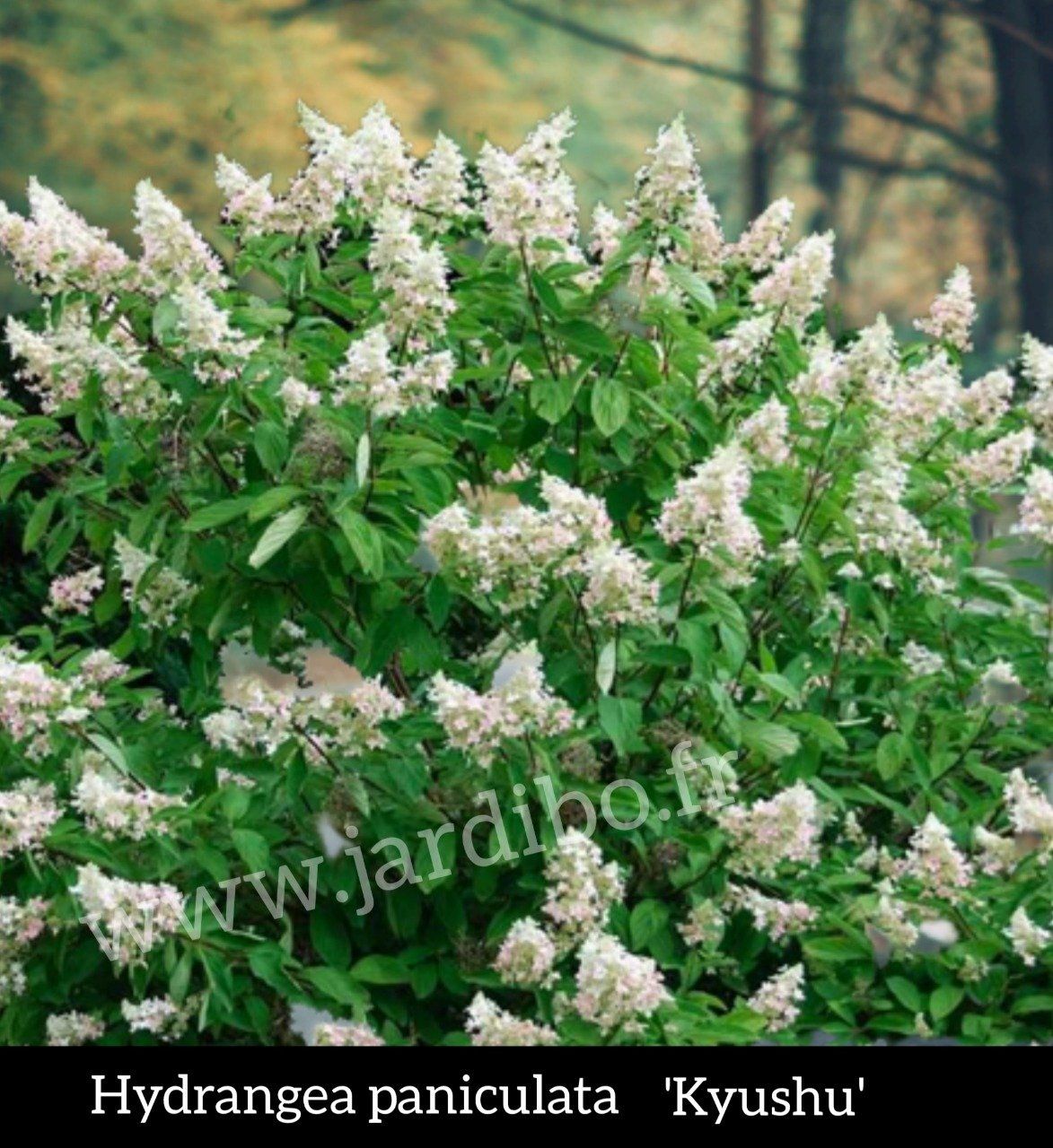 Hydrangea 'Hortensias' Panicula '' kyushu''