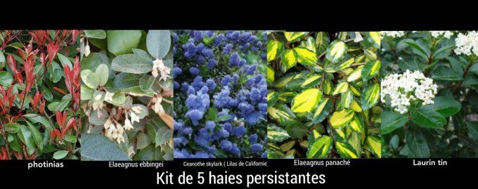 Kit de 5 haies persistantes