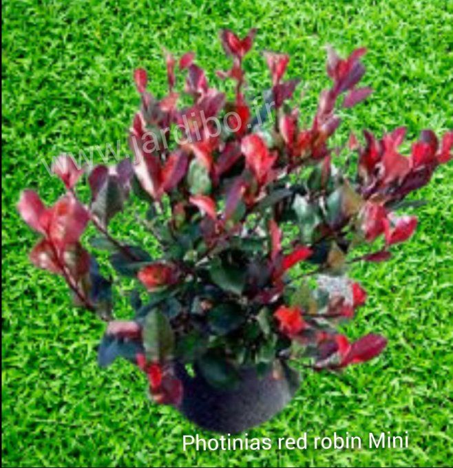 Photinia nain Little Red Robin 