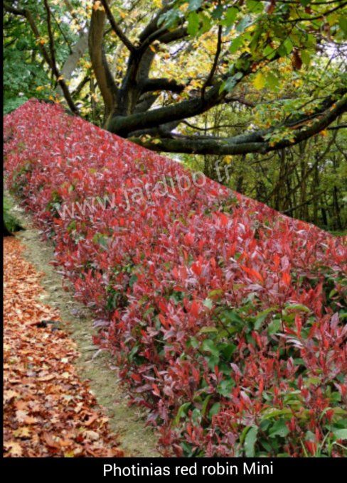 Photinia nain Little Red Robin 