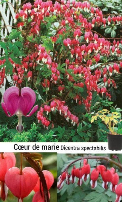  Cœur de Marie '' Dicentra spectabilis''