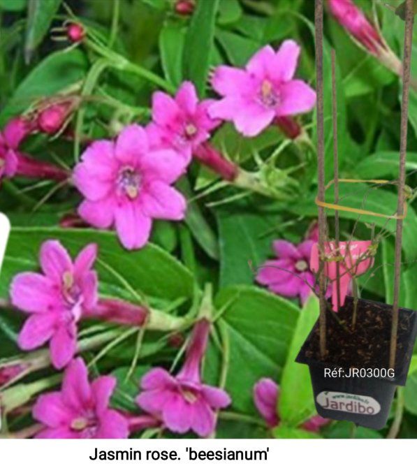 Jasmin Beesianum Rose