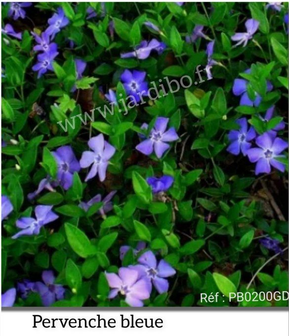 Pervenche bleue 'vinca minor' 