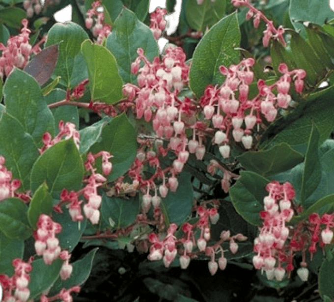 Gaultheria 'Beel Seeldiig'