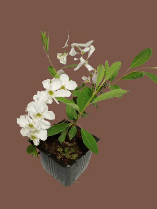 Exochorda the Bride